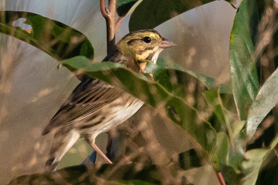 Savannah Sparrow - ML608942575
