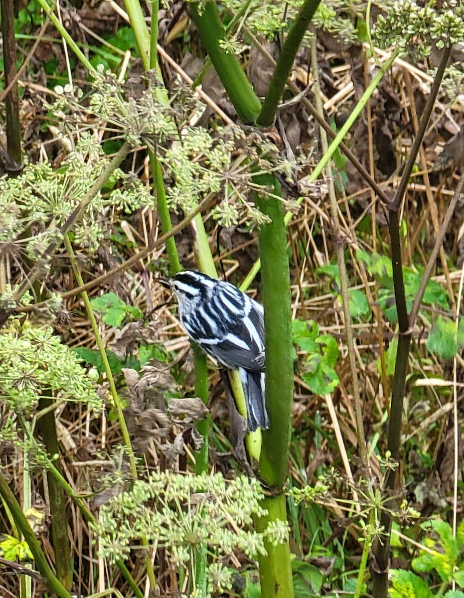 Black-and-white Warbler - ML608942936