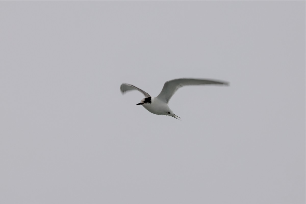 Arctic Tern - ML608943082