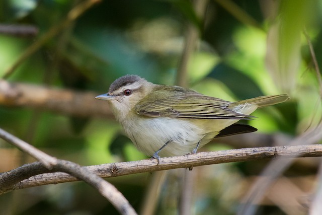 Red-eyed Vireo