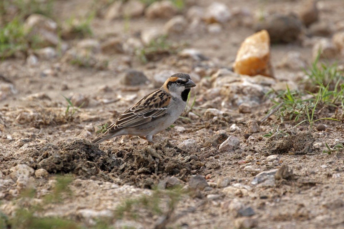 Shelley's Rufous Sparrow - ML608943595