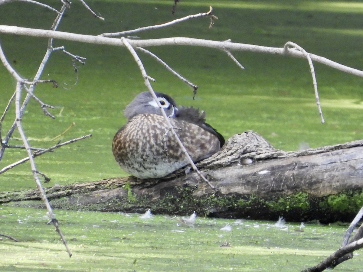 ebird-checklist-17-sep-2023-hilltop-reservation-36-species