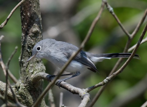 Blue-gray Gnatcatcher - eBird