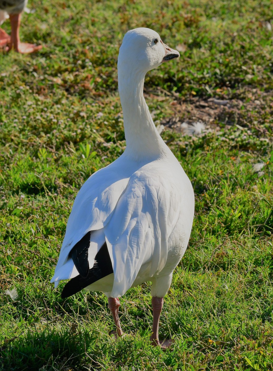 EBird Checklist 17 Sep 2023 Columbia Park LCBAS Natural Area 1