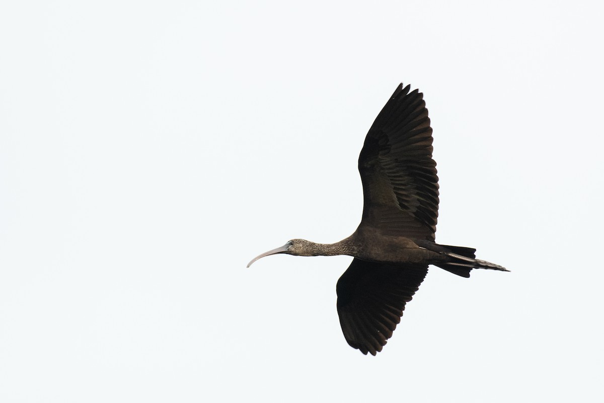 ibis hnědý - ML608944562