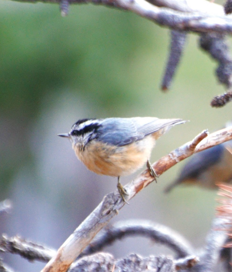Red-breasted Nuthatch - ML608945220