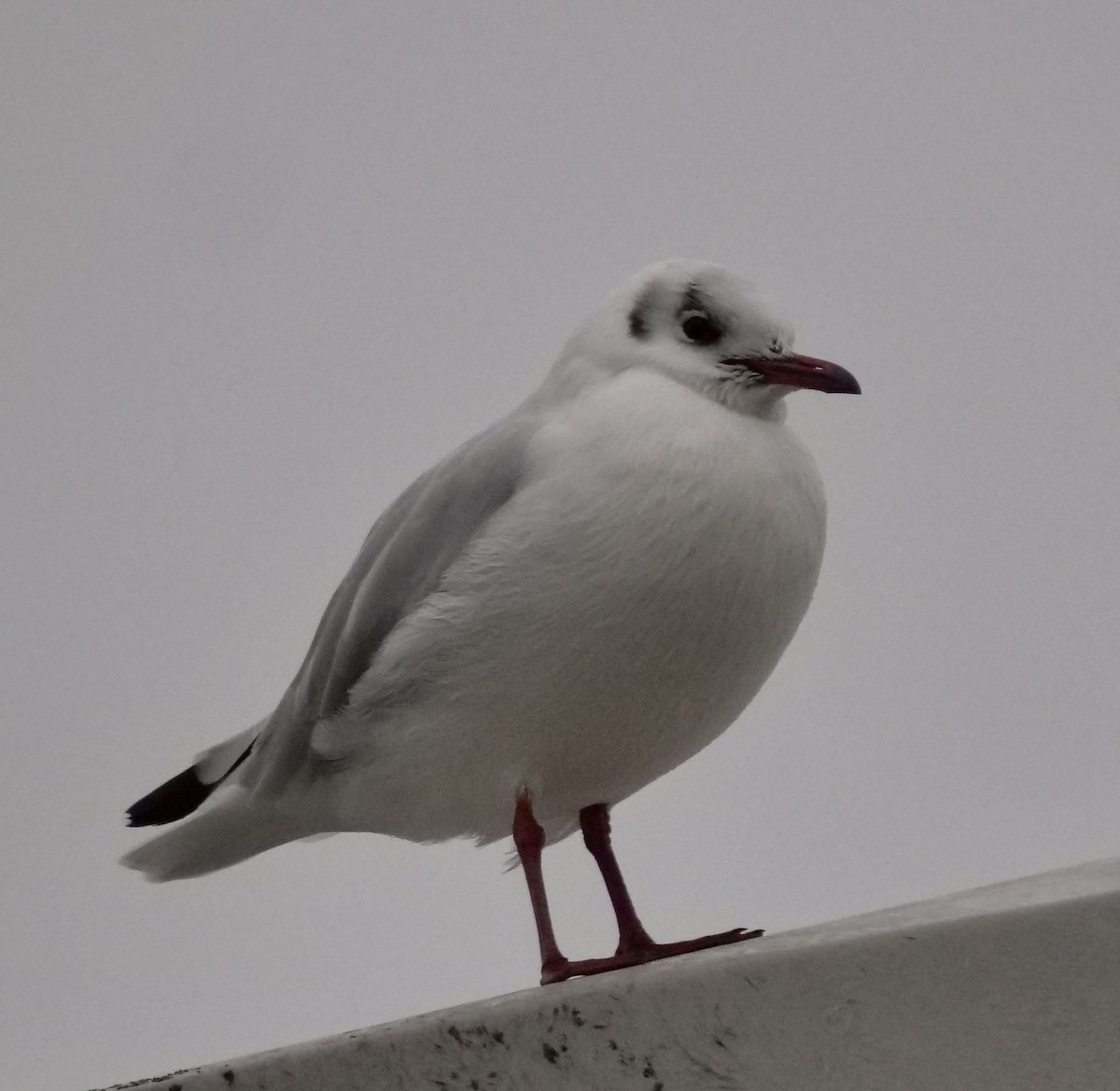 Mouette rieuse - ML608945950