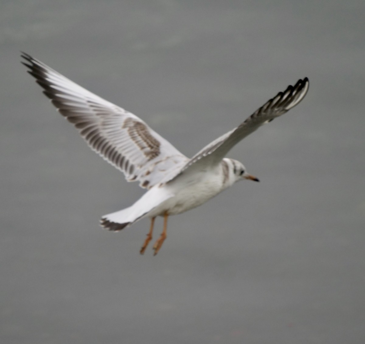 Mouette rieuse - ML608945953