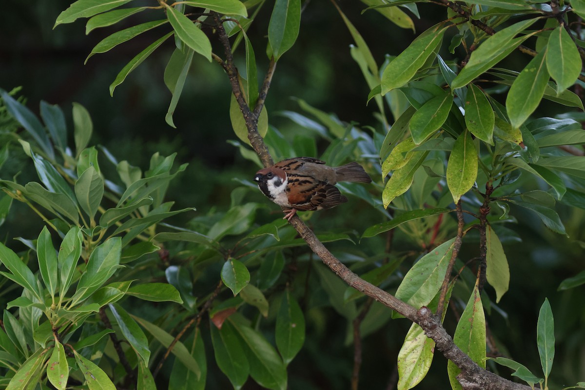 Eurasian Tree Sparrow - ML608946471