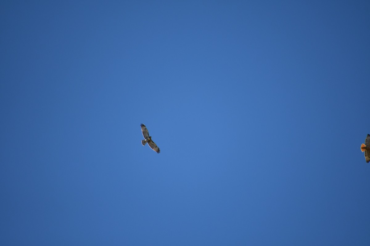 Red-tailed Hawk - ML608946568