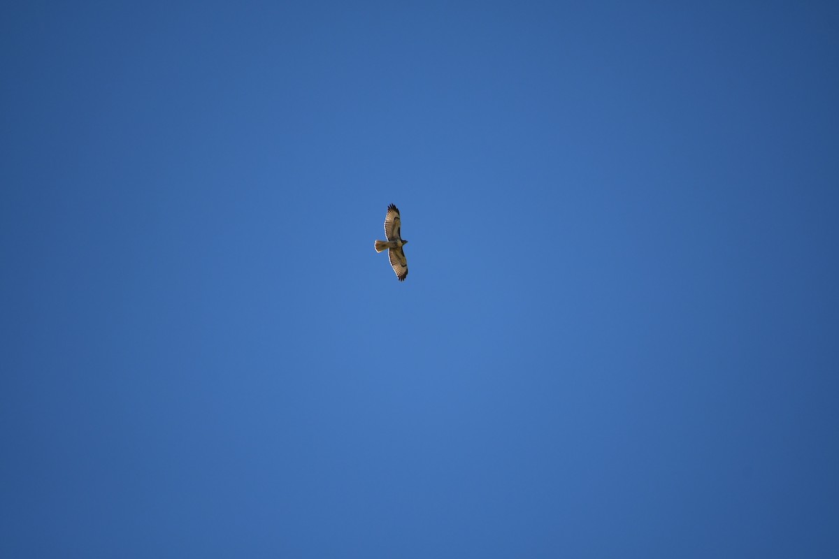 Red-tailed Hawk - ML608946569
