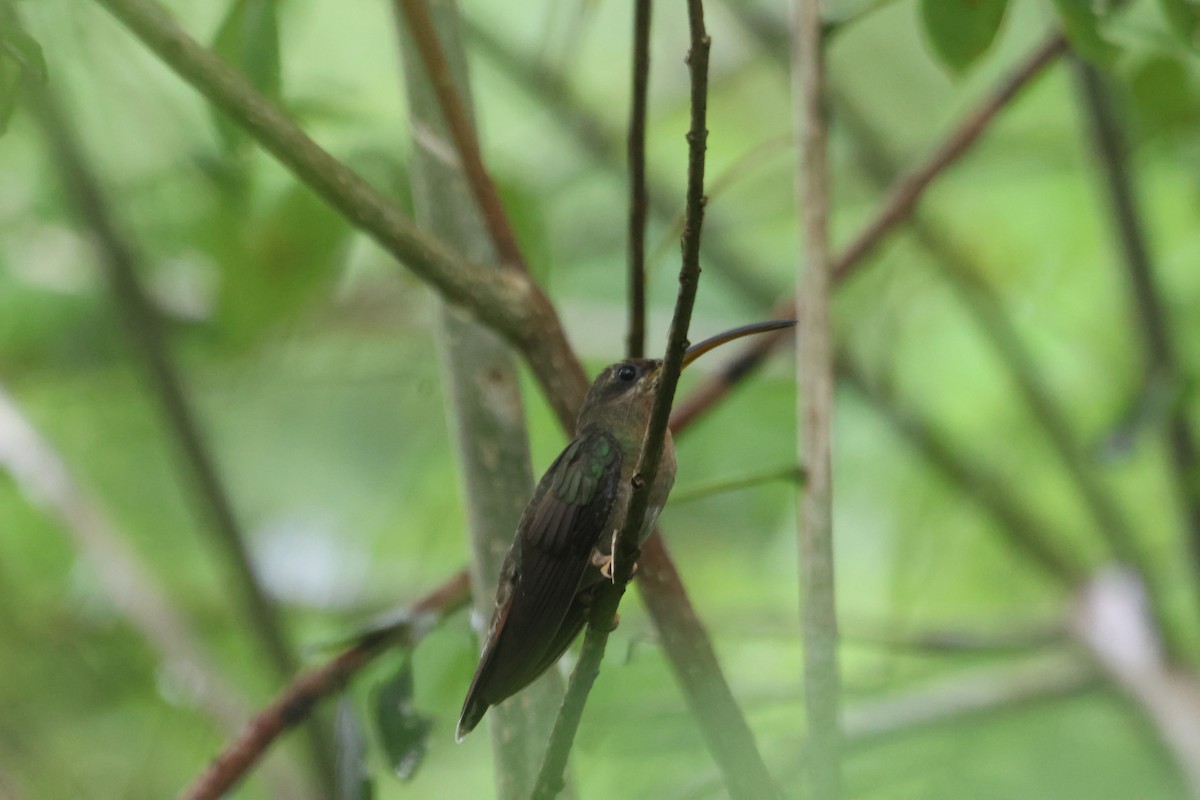 Краснохвостый колибри-отшельник - ML608946791
