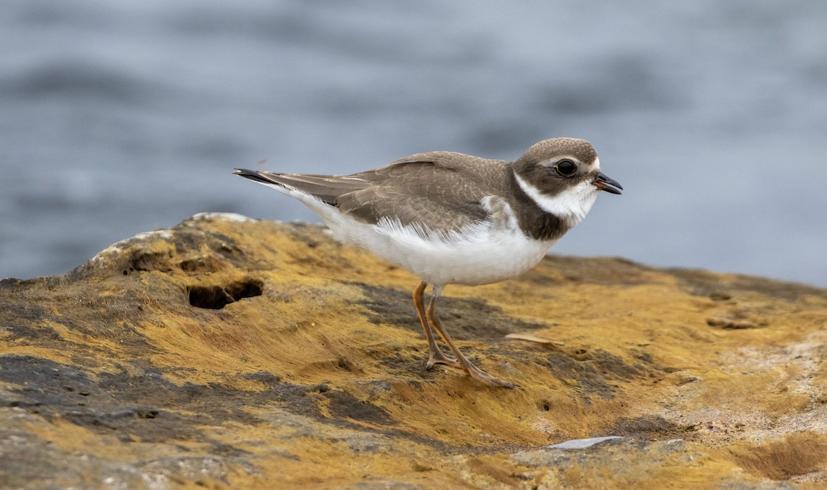 Semipalmated Plover - ML608947073