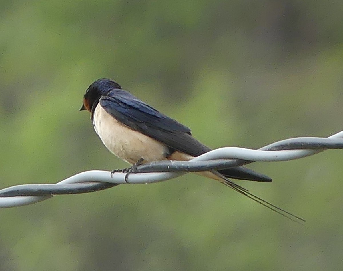 Barn Swallow - Robin Duska