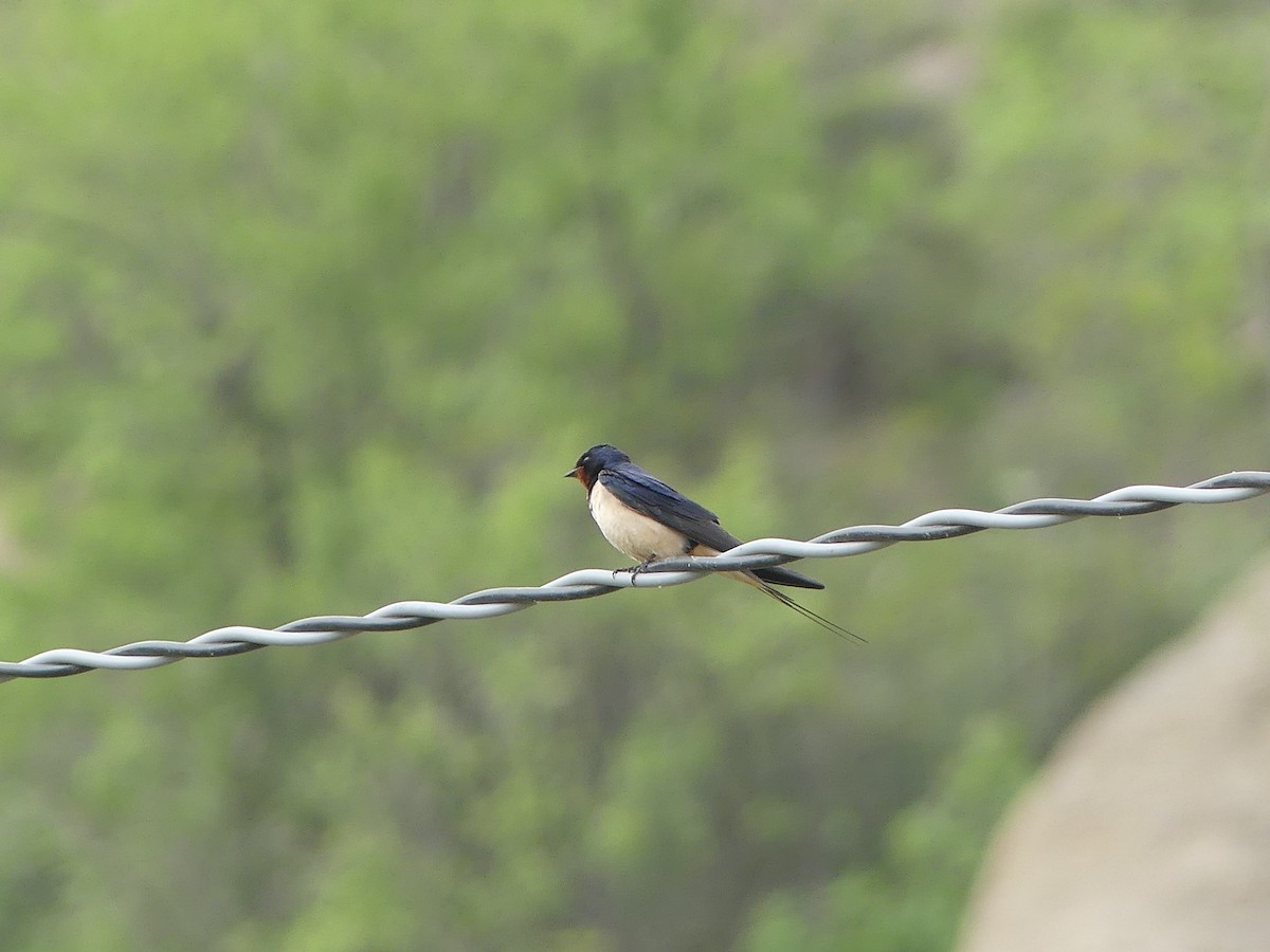 Barn Swallow - Robin Duska