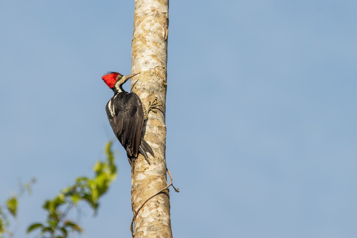 Crimson-crested Woodpecker - ML608947324