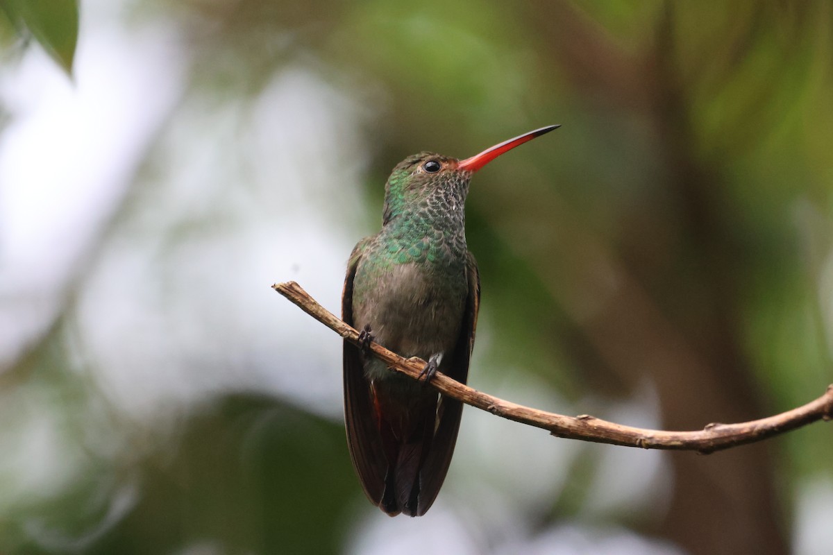Rufous-tailed Hummingbird - ML608947608