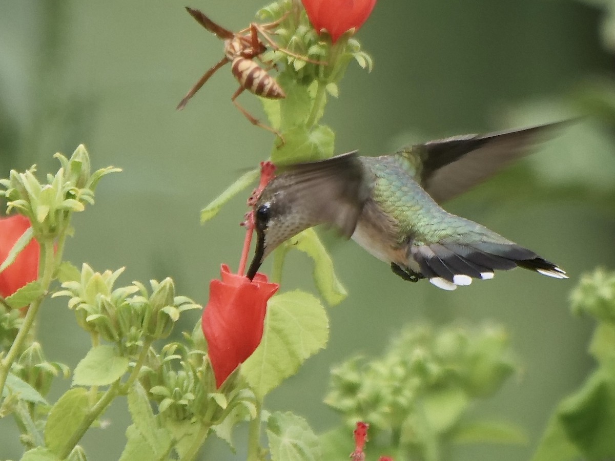 Ruby-throated Hummingbird - Jeff Osborne