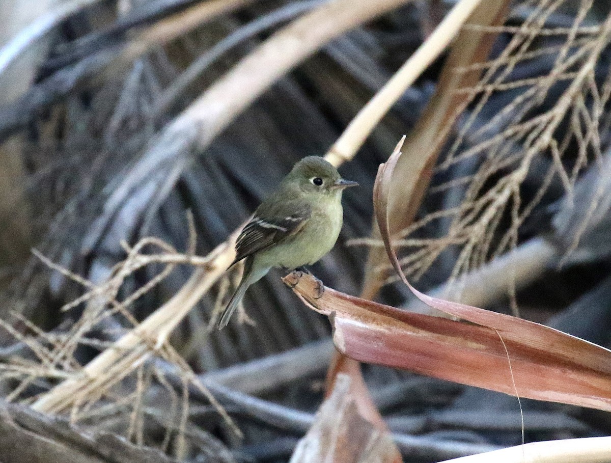 Western Flycatcher (Pacific-slope) - Bruce Aird