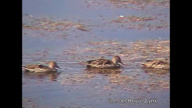 Yellow-billed Pintail (South American) - ML608947943