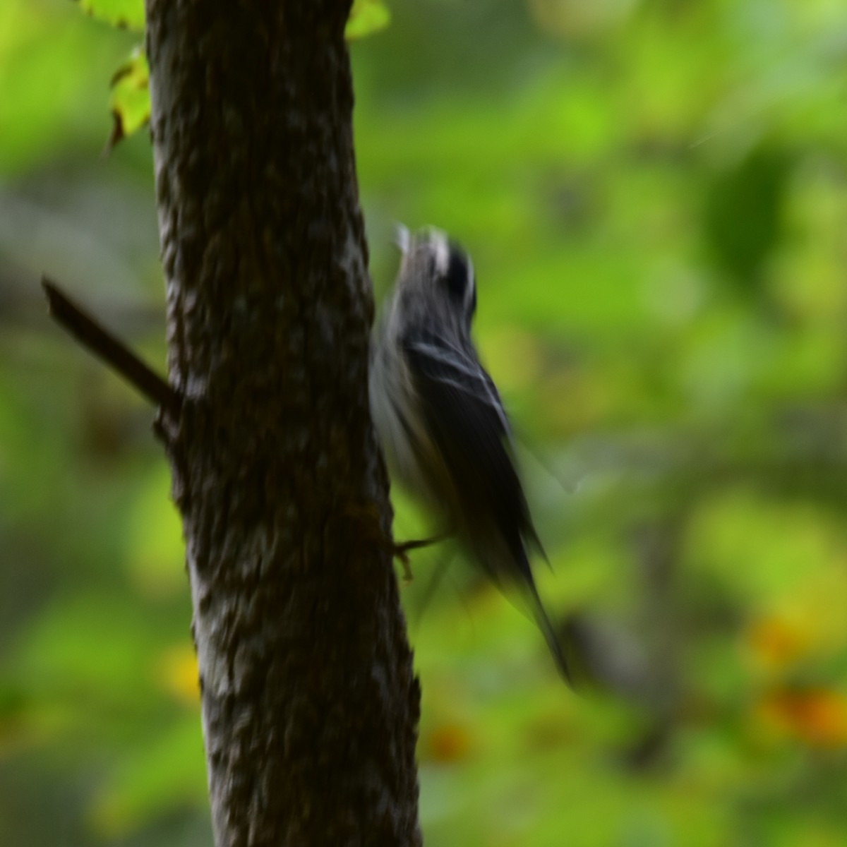 Black-and-white Warbler - Till Dohse