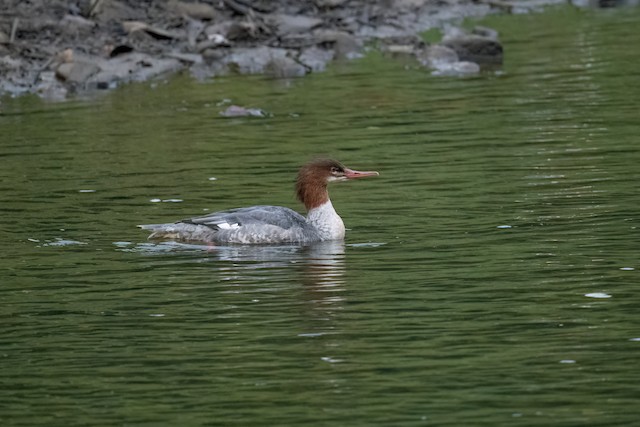 Common Merganser