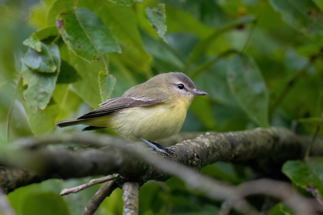 Philadelphia Vireo