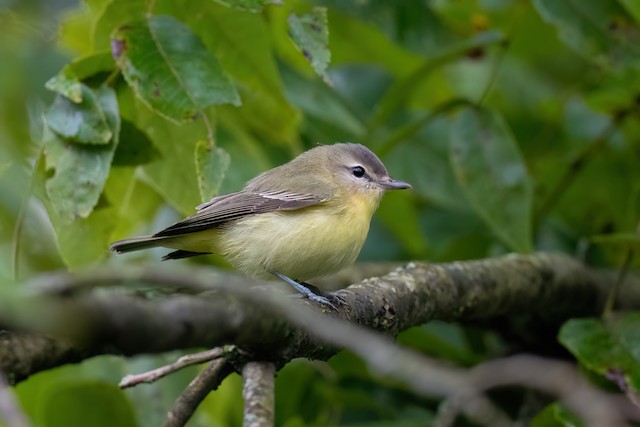 Philadelphia Vireo