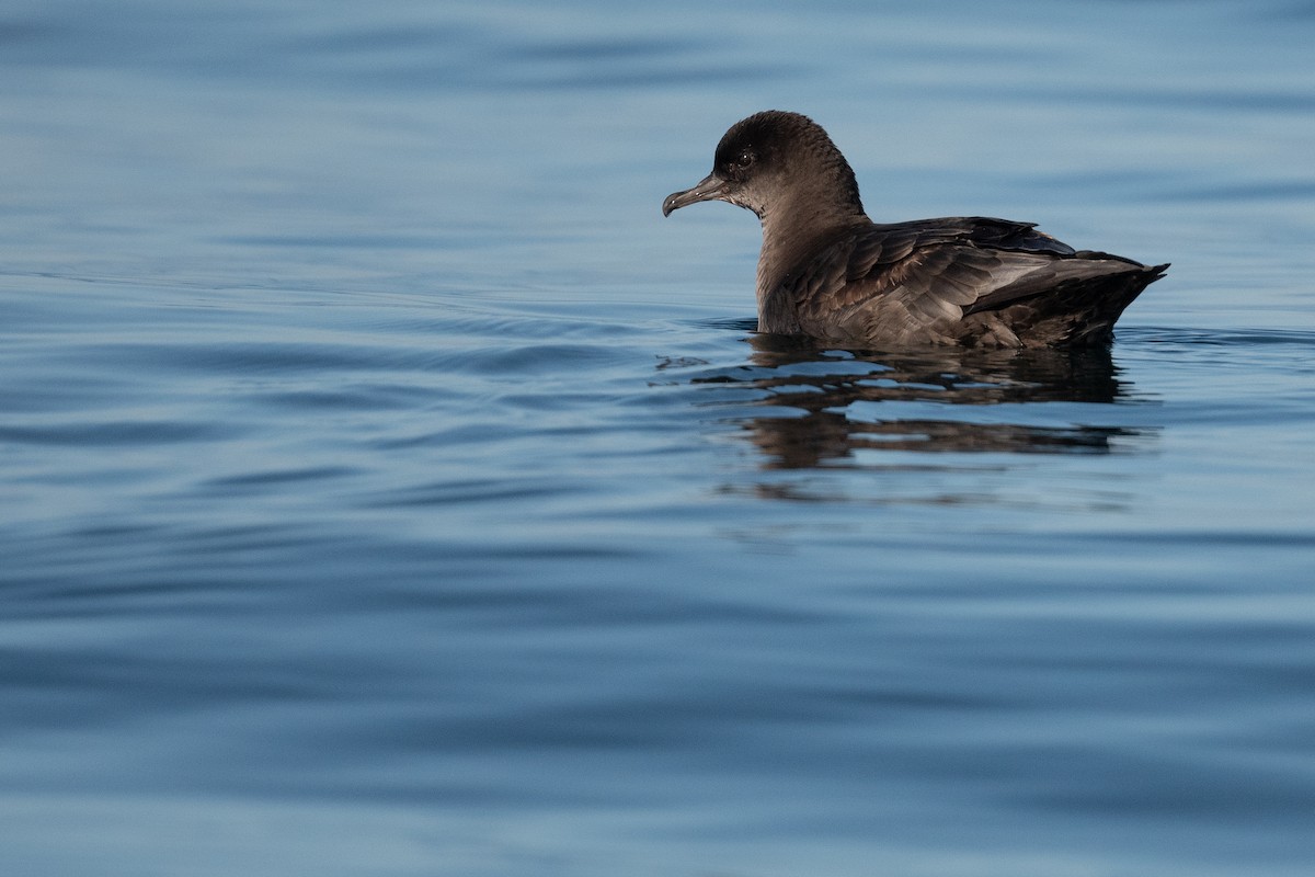 Short-tailed Shearwater - ML608948522