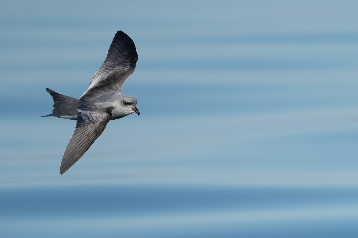 Fork-tailed Storm-Petrel - ML608948603