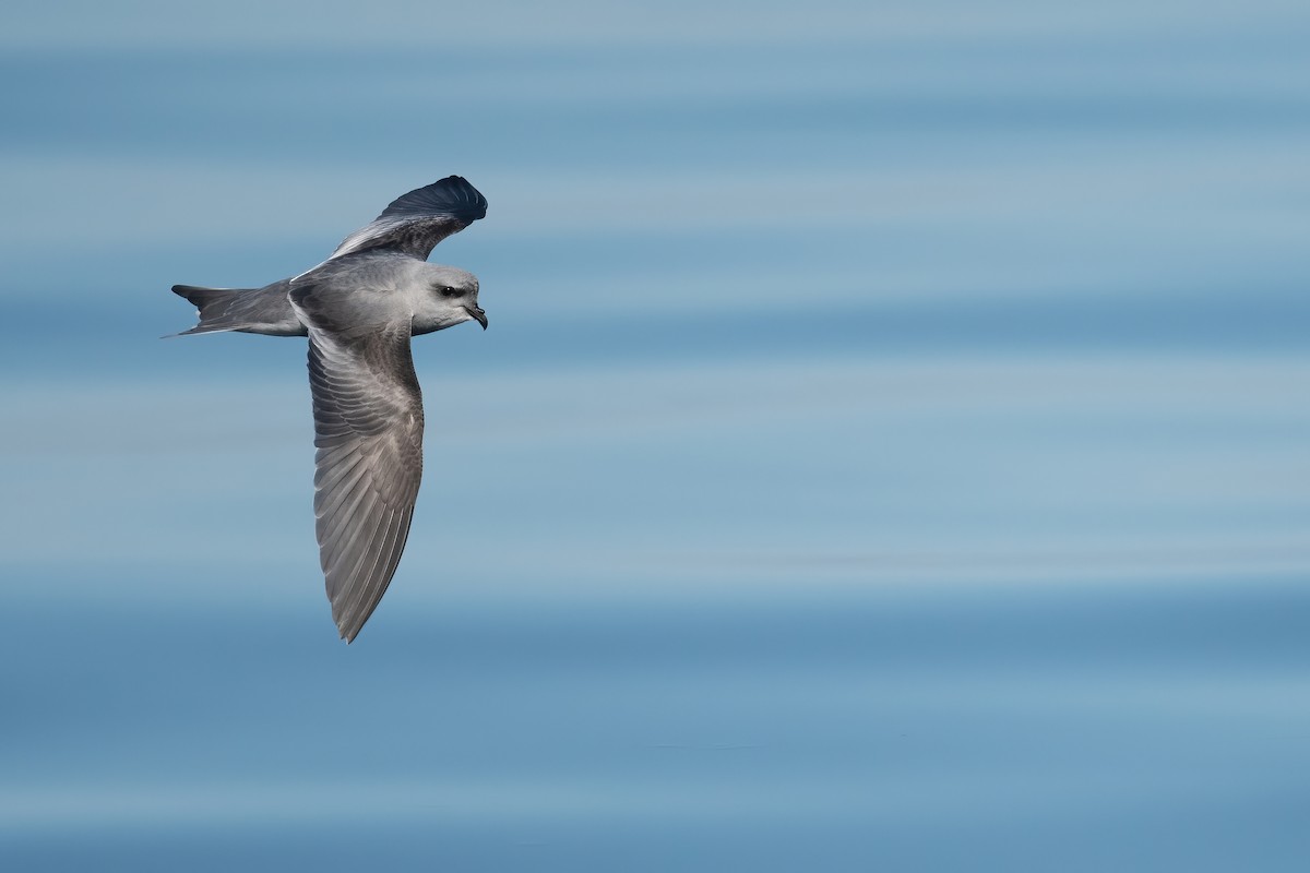Fork-tailed Storm-Petrel - ML608948620