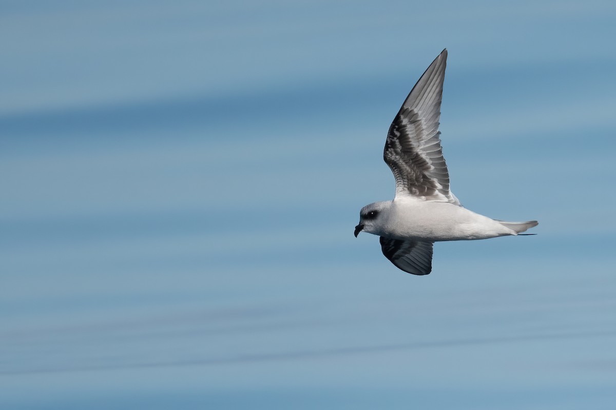 Fork-tailed Storm-Petrel - ML608948634