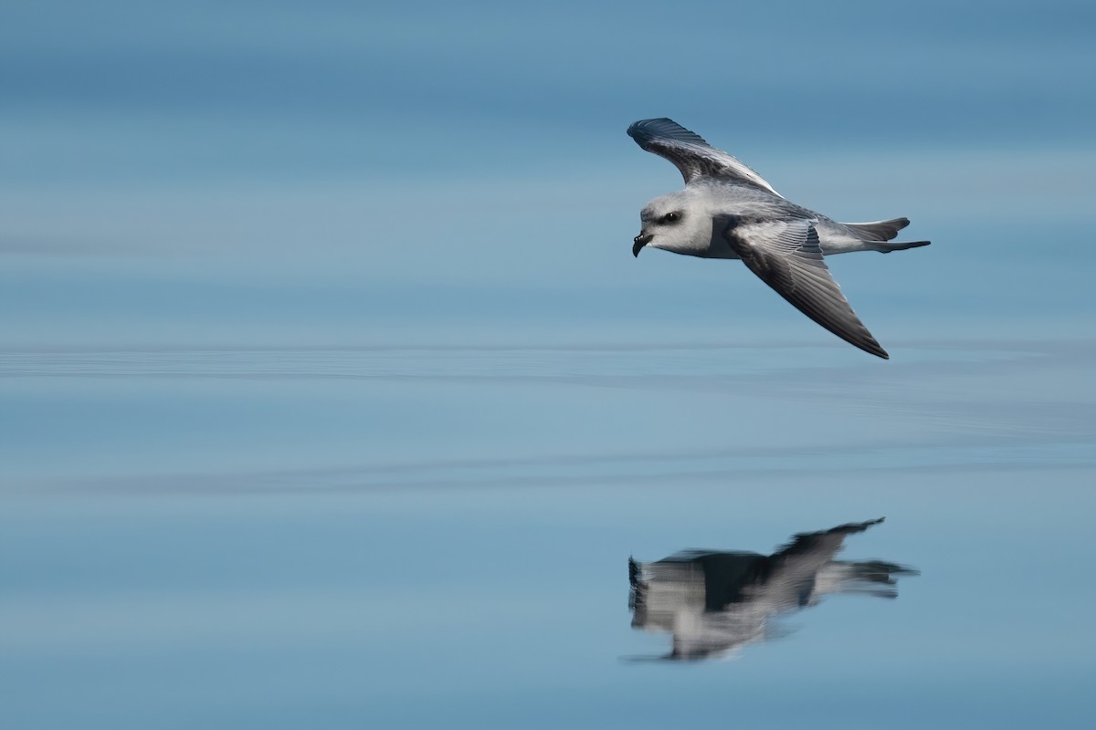 Fork-tailed Storm-Petrel - ML608948637
