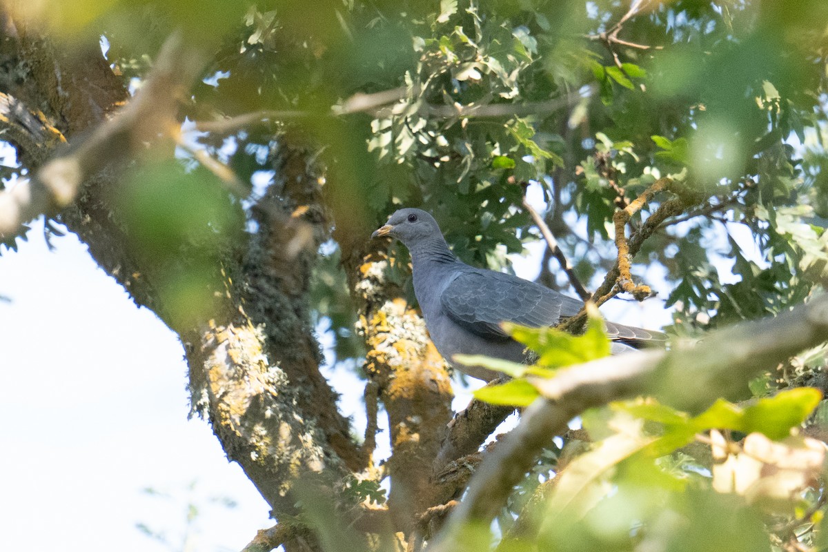 Band-tailed Pigeon - ML608949733