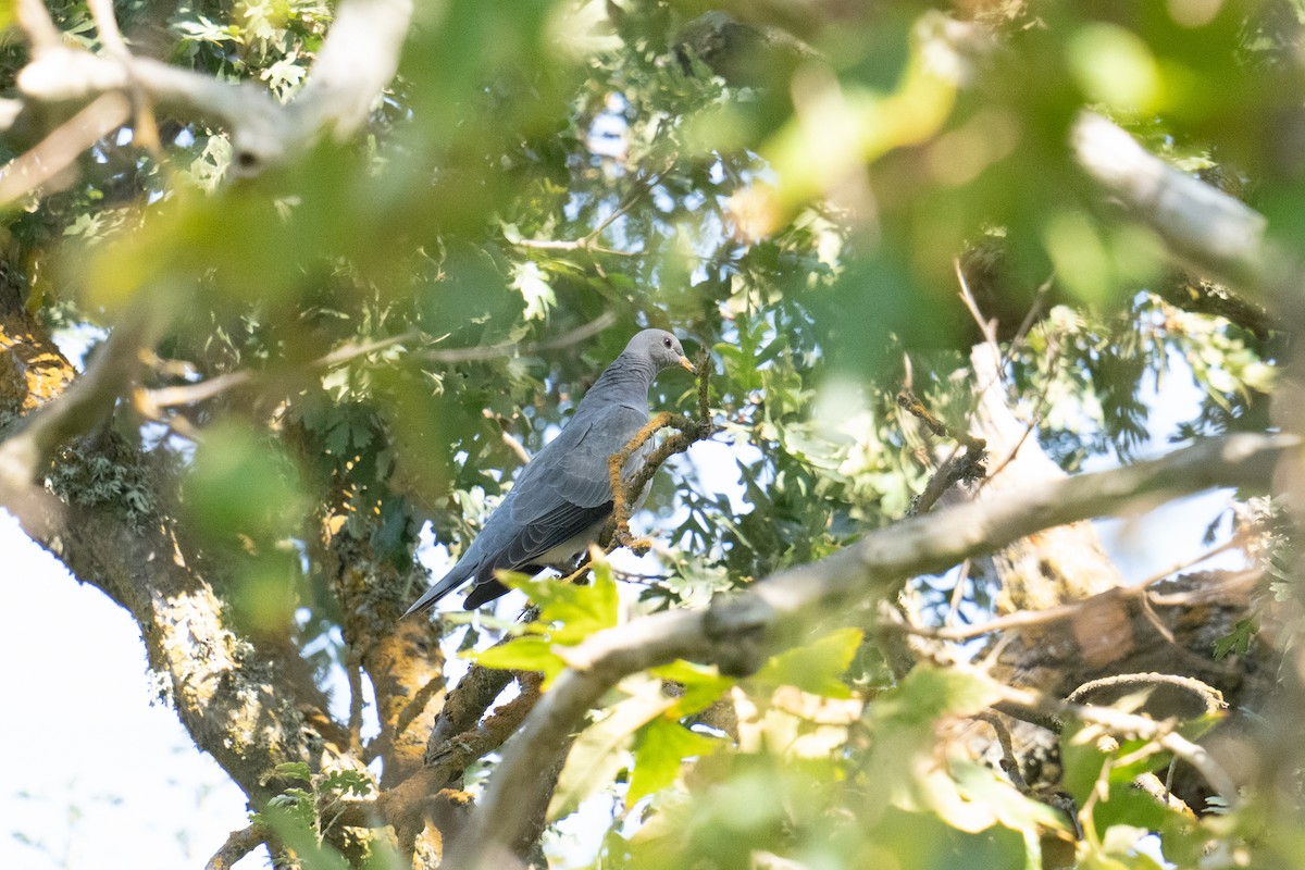 Band-tailed Pigeon - ML608949734