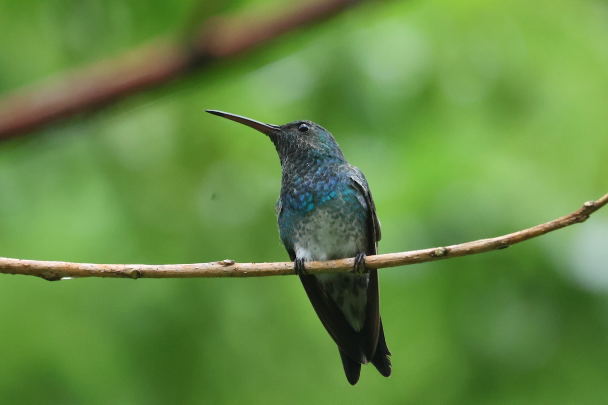 kolibřík zářivý - ML608949811