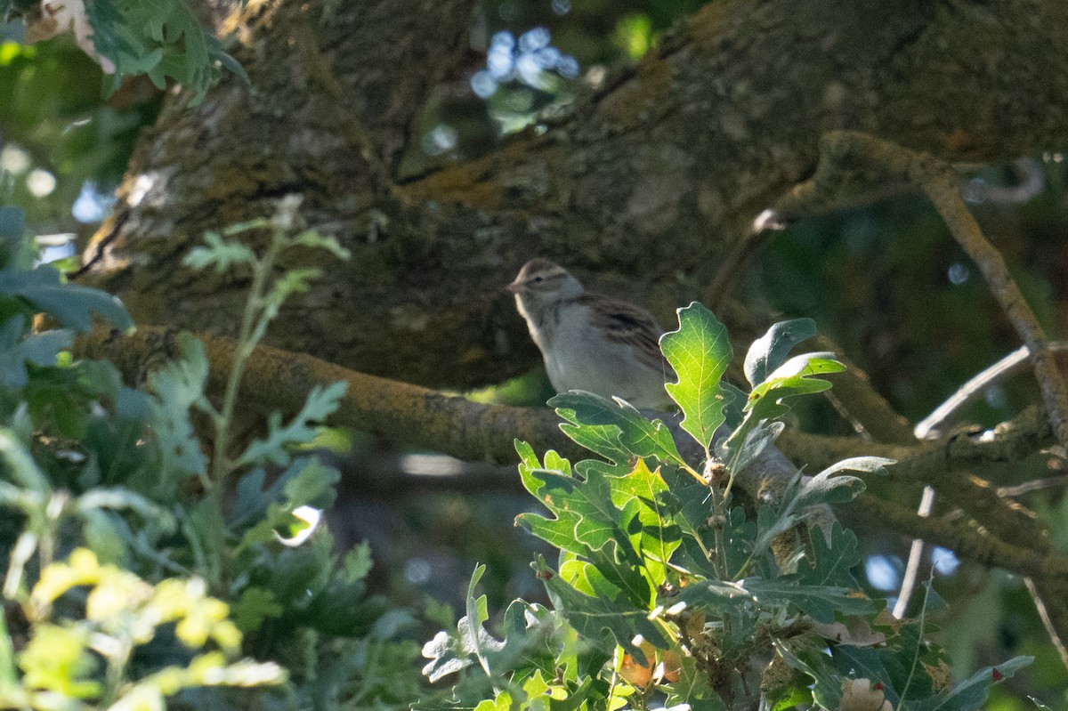 Chipping Sparrow - ML608949837