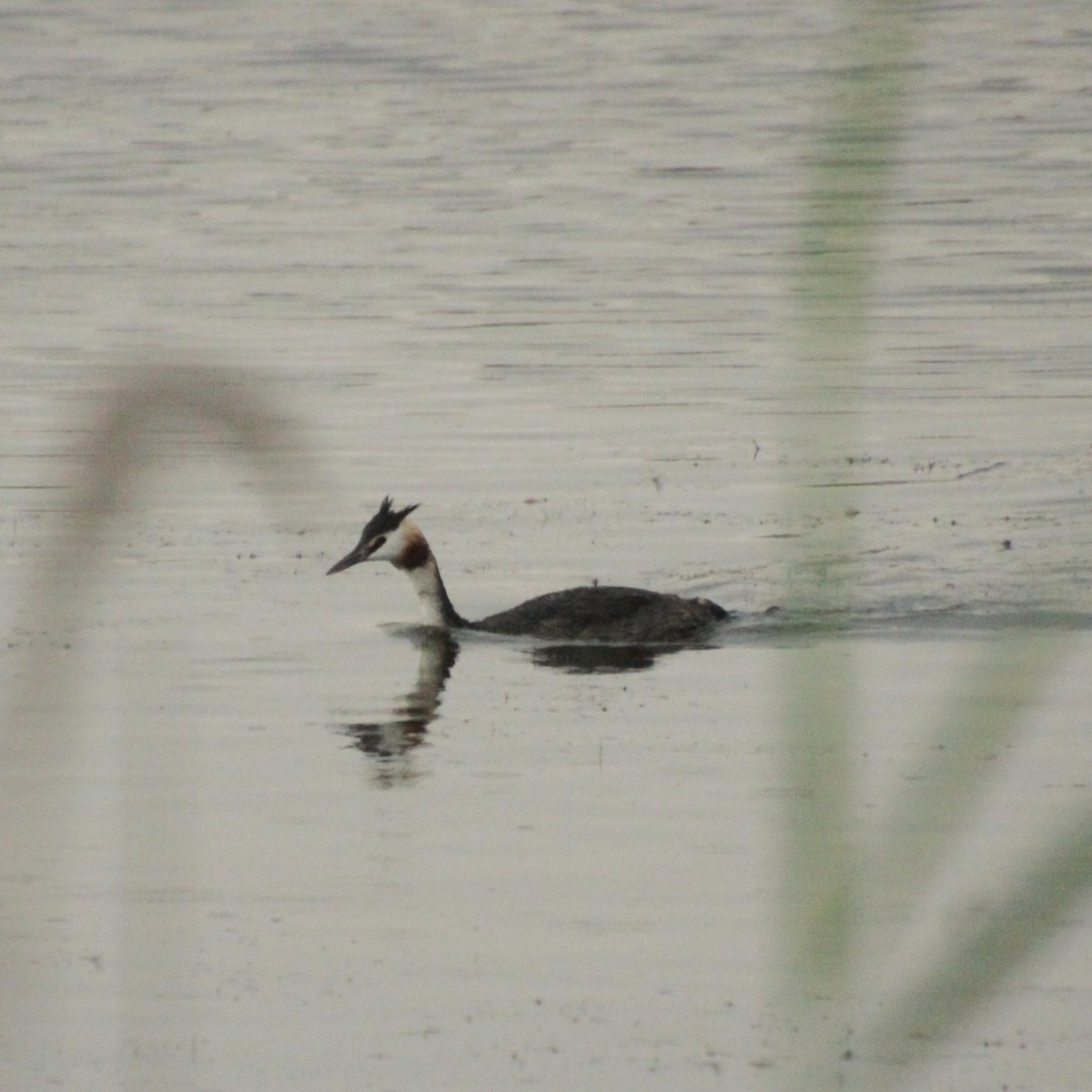 Great Crested Grebe - ML608950200