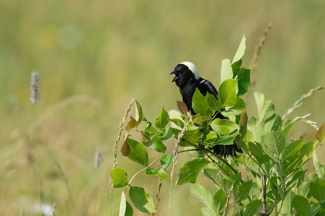 Bobolink