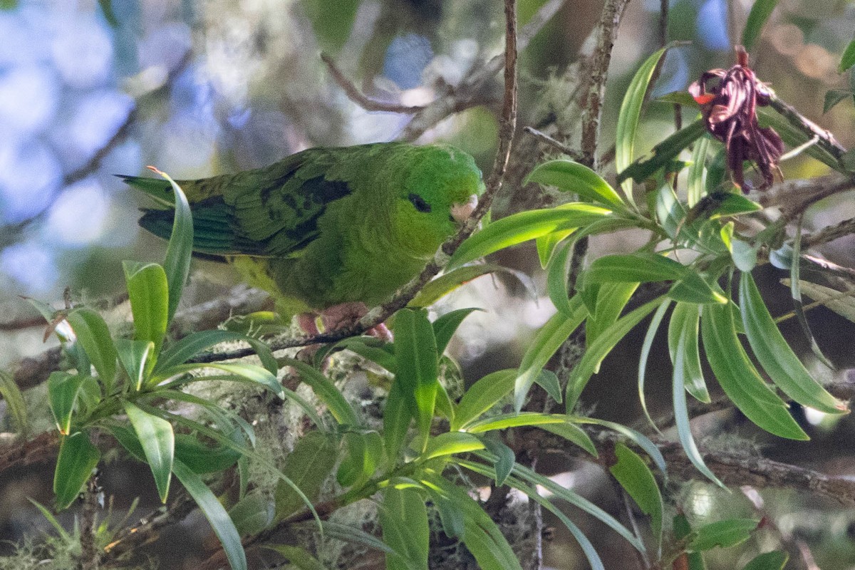 Barred Parakeet - Enrique Heredia (Birding Tours)