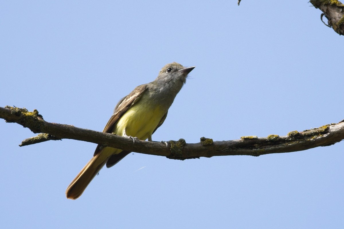Great Crested Flycatcher - ML608951243