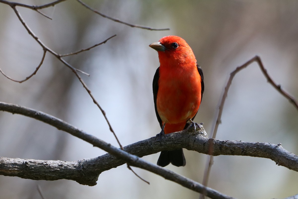 Scarlet Tanager - ML608951687