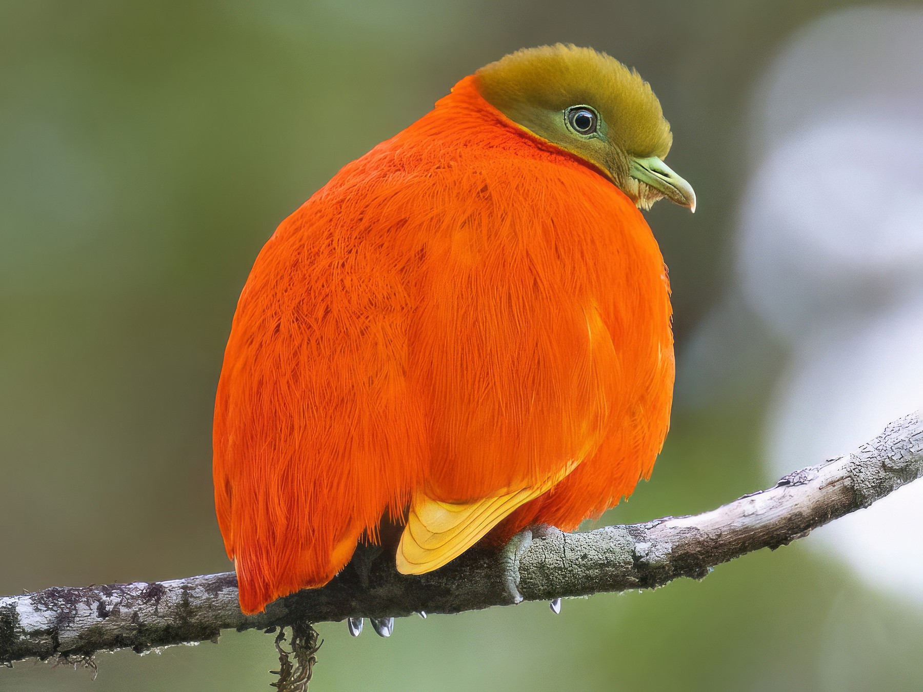 Orange Dove - Chris Venetz | Ornis Birding Expeditions