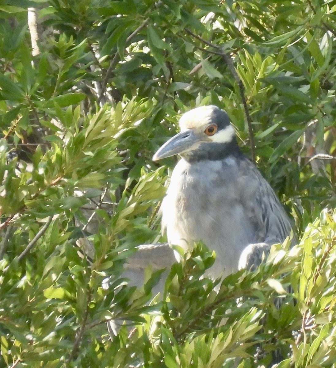 Yellow-crowned Night Heron - ML608951999