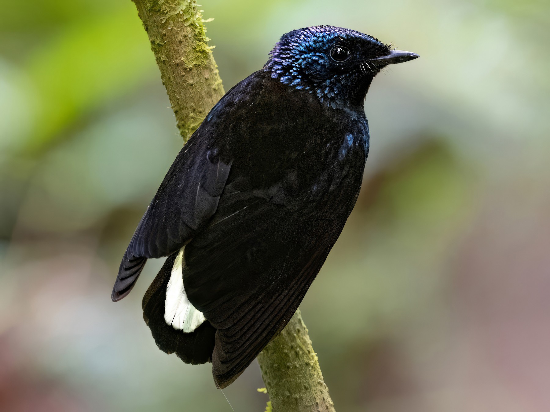 Taveuni Silktail - Chris Venetz | Ornis Birding Expeditions