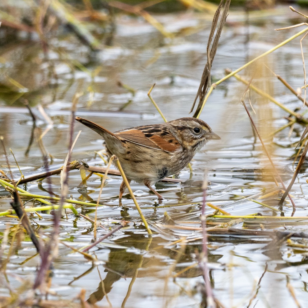 Swamp Sparrow - John Hurley