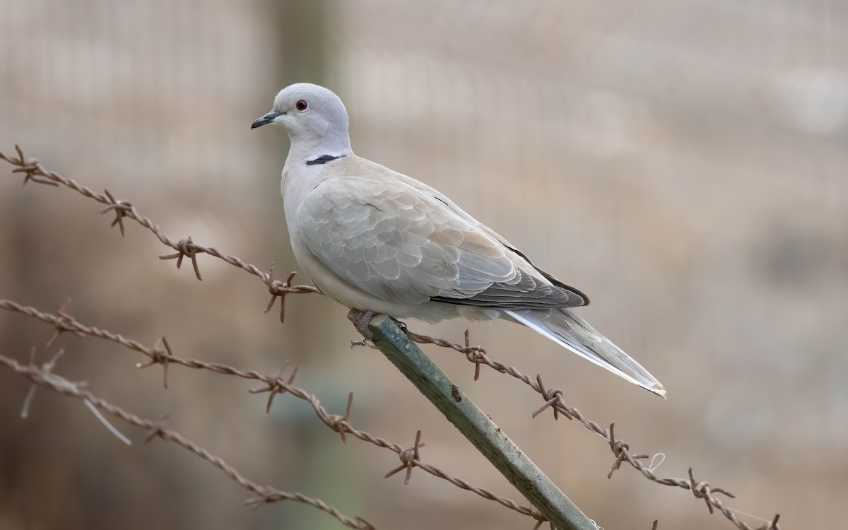 African Collared-Dove - ML608952512