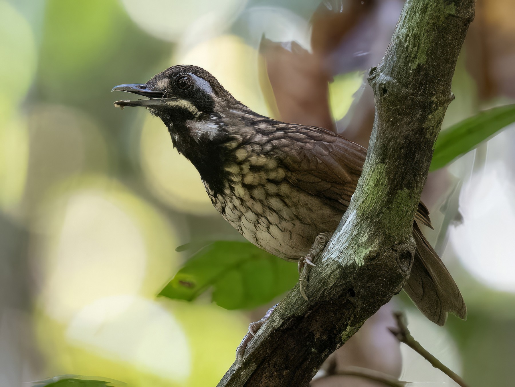 Black-throated Wren-Babbler - Chris Venetz | Ornis Birding Expeditions