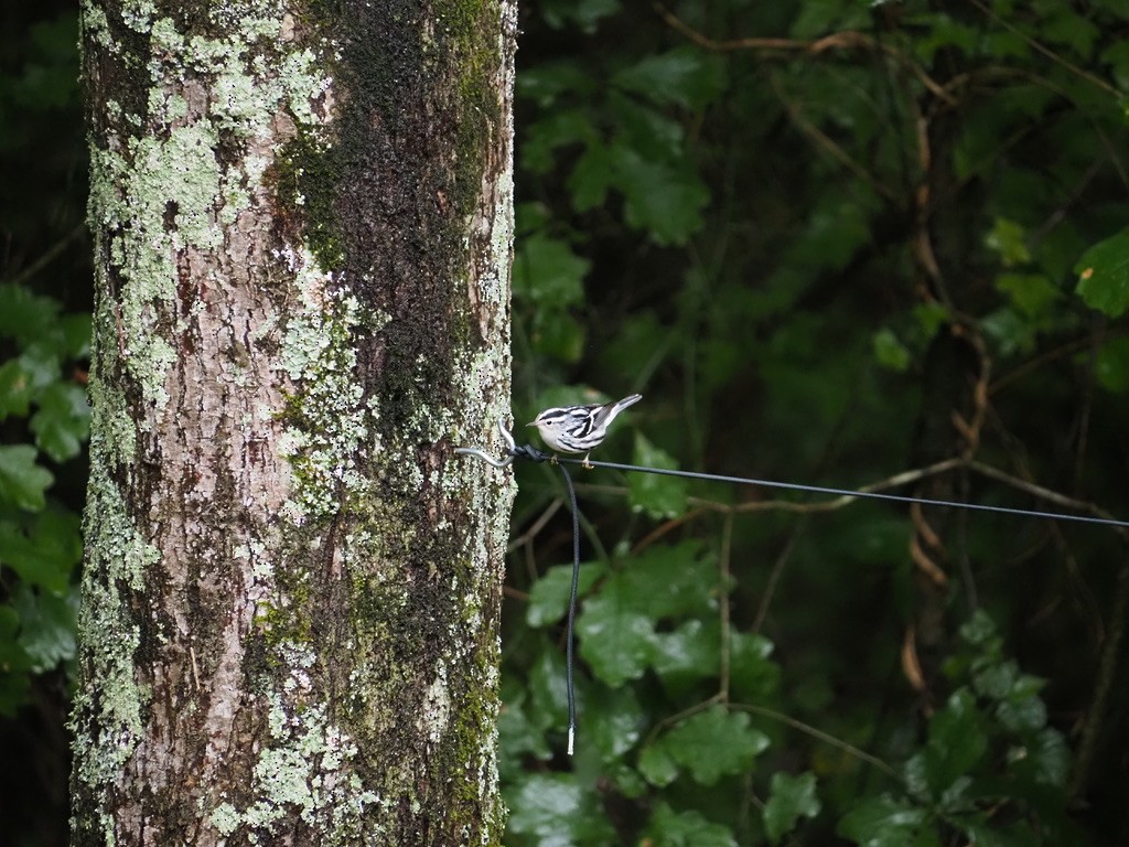 Black-and-white Warbler - ML608952862