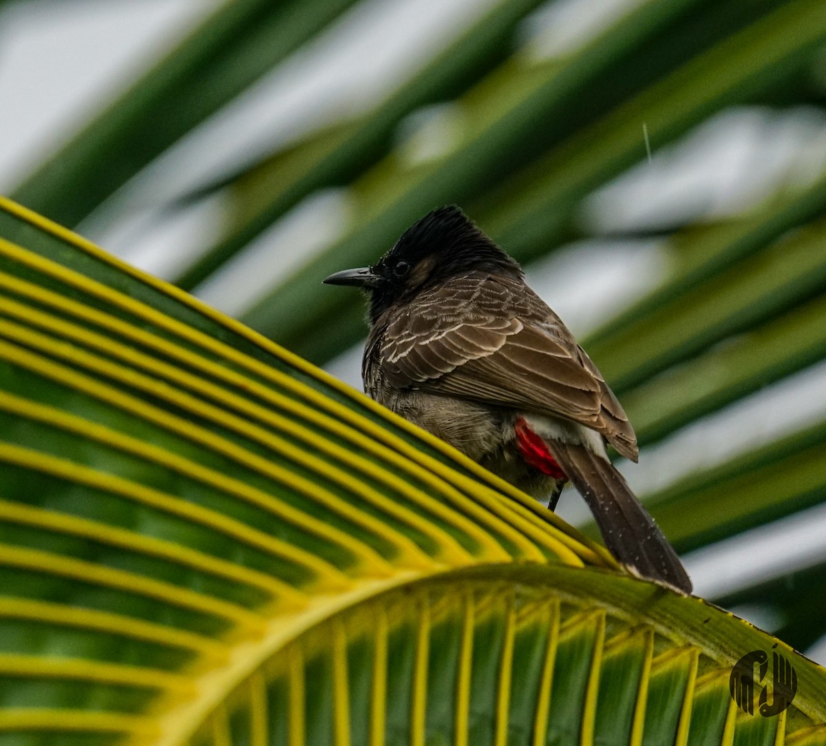 Red-vented Bulbul - ML608952978